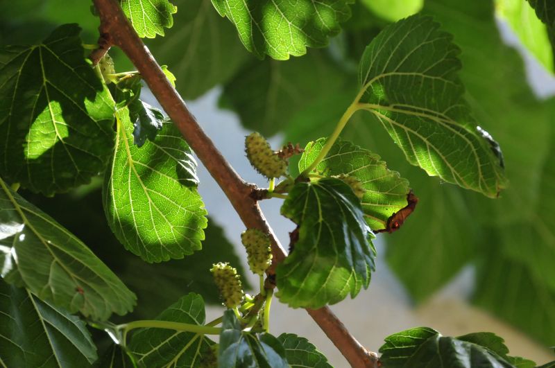 Morus alba / Gelso bianco